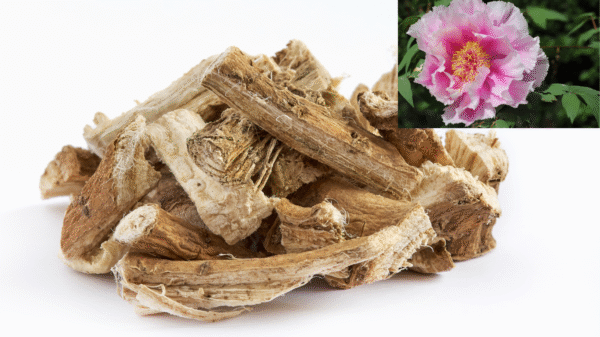 Şakayık Kökü 25 gr Paeonia