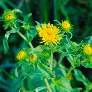 Yapışkan Andız Otu 30 gr Kanser Otu (Inula Helenium, Manisa Akhisar Otu)